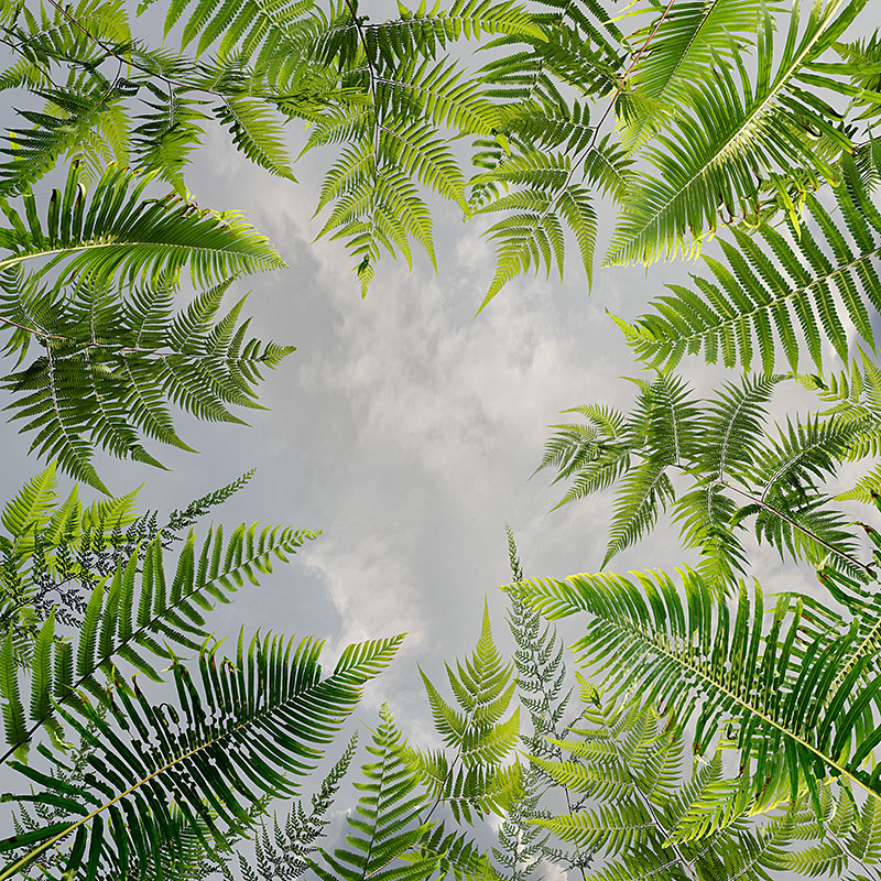 Ferns 01